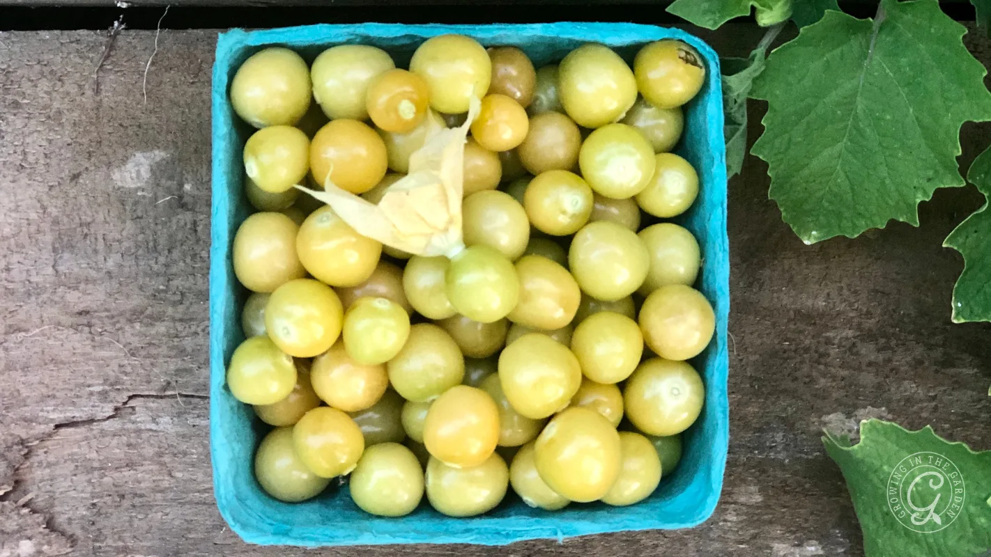 A blue carton filled with yellow-green gooseberries on a wooden surface, with leaves nearby.