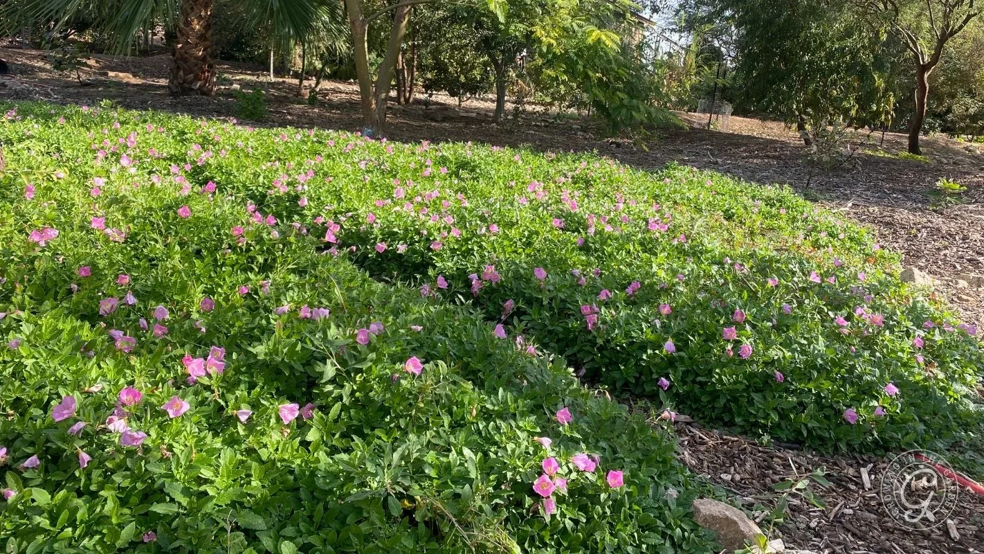 A garden with green bushes and scattered small pink flowers, surrounded by trees and mulch.