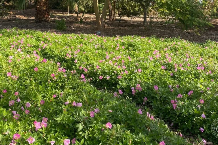 Lawn Alternatives: Low-Water-Use Groundcovers for Hot Climates featured image