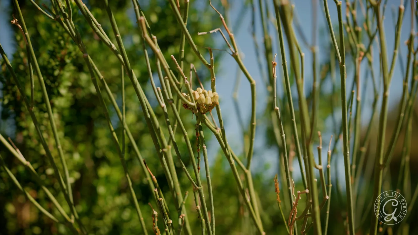 Thin green stems with a small cluster of light yellow flowers, set against a blurred green background.