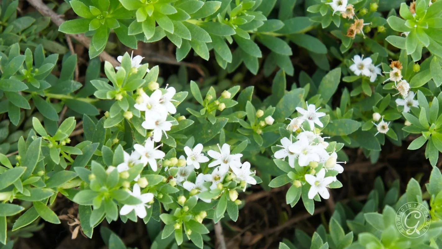 Small white flowers bloom among green leafy foliage in a close-up outdoor garden setting.