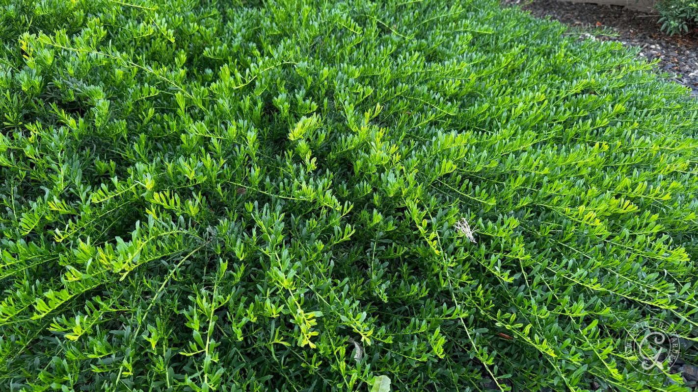 Dense, green shrub with small leaves and long, spreading branches covering the ground.