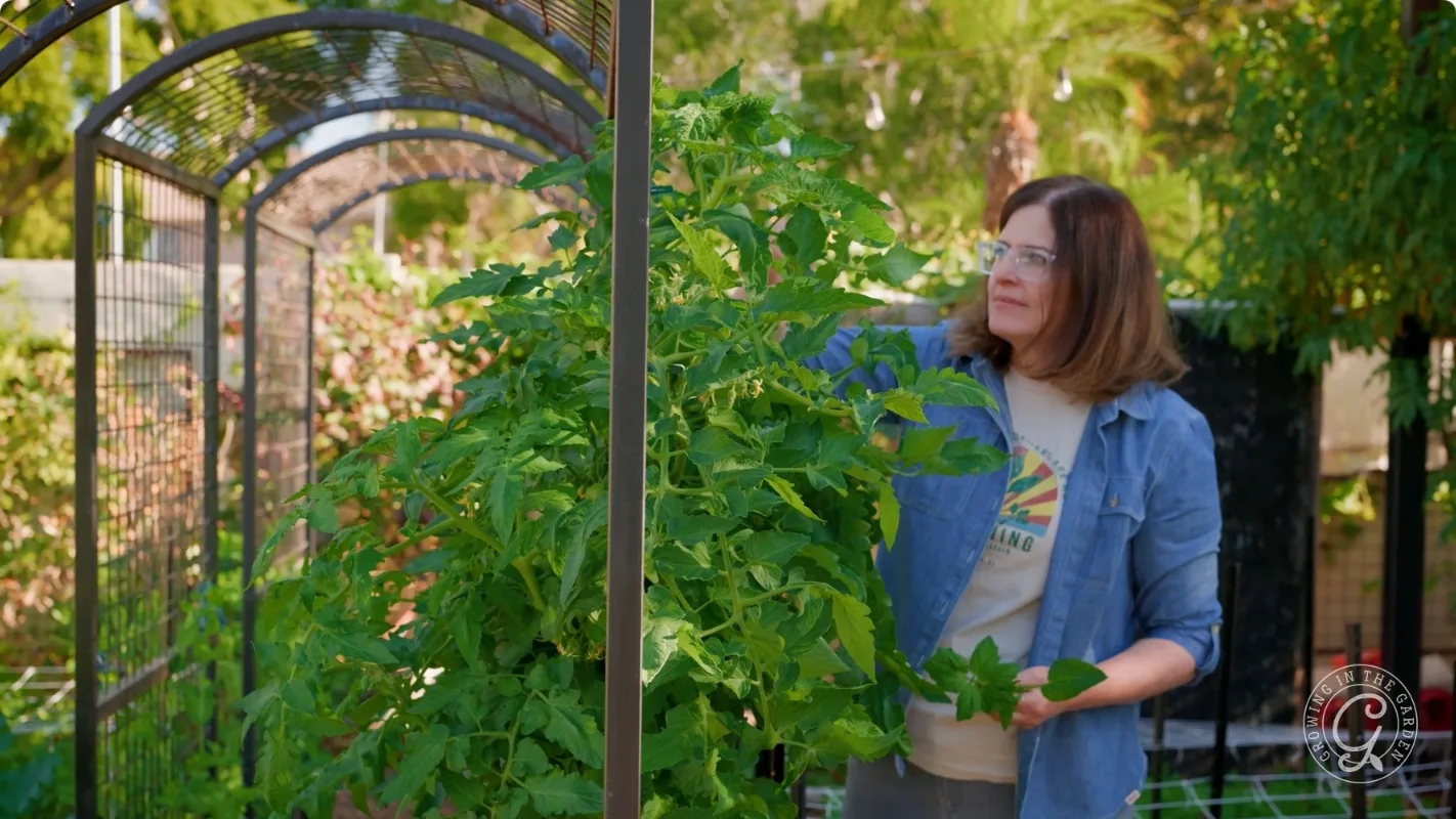 Woman tending to tall green plants in a garden under a metal arbor on a sunny day.