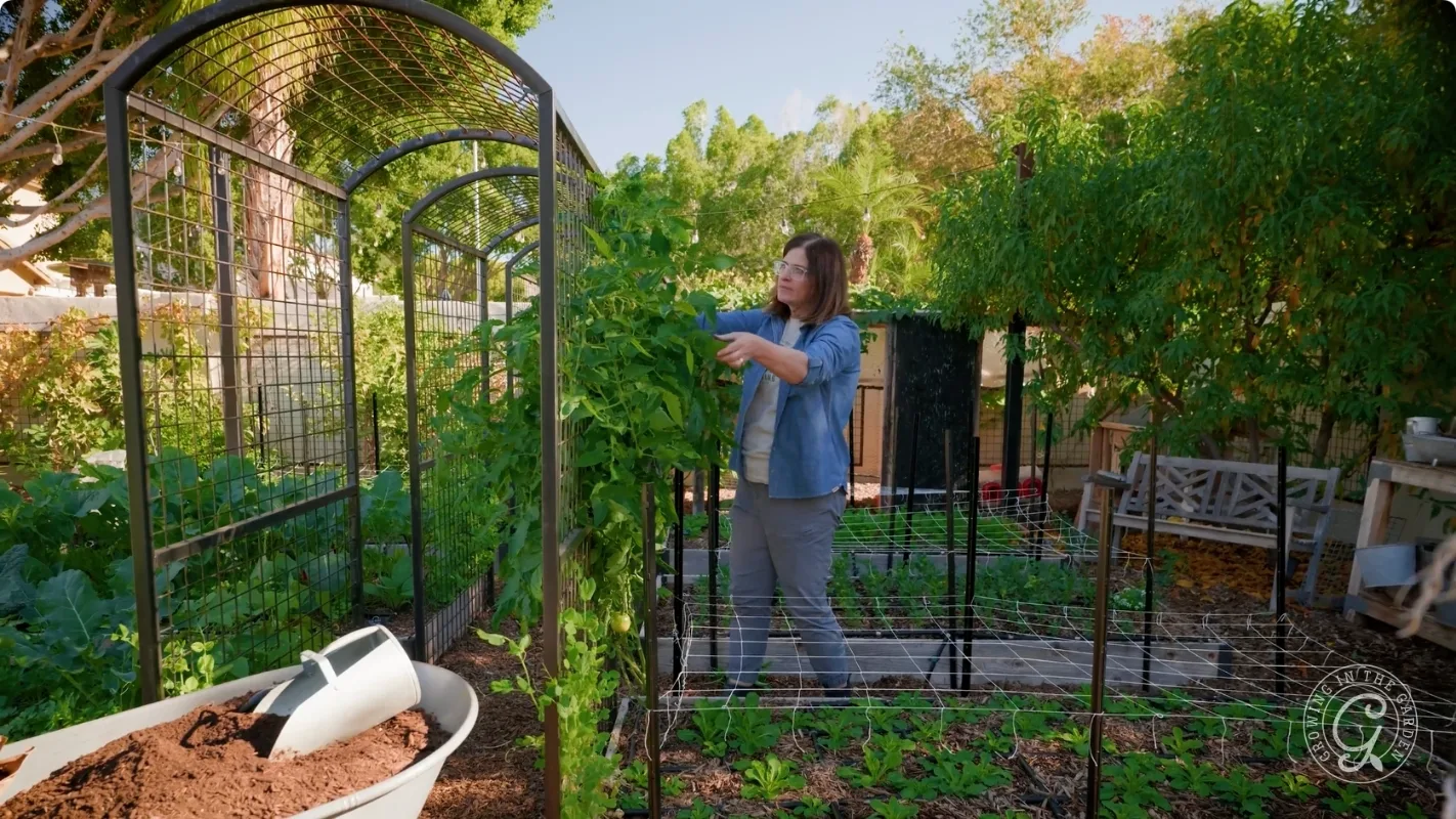 A woman tends to tall green plants in a sunny, lush backyard garden with trellises and raised beds.