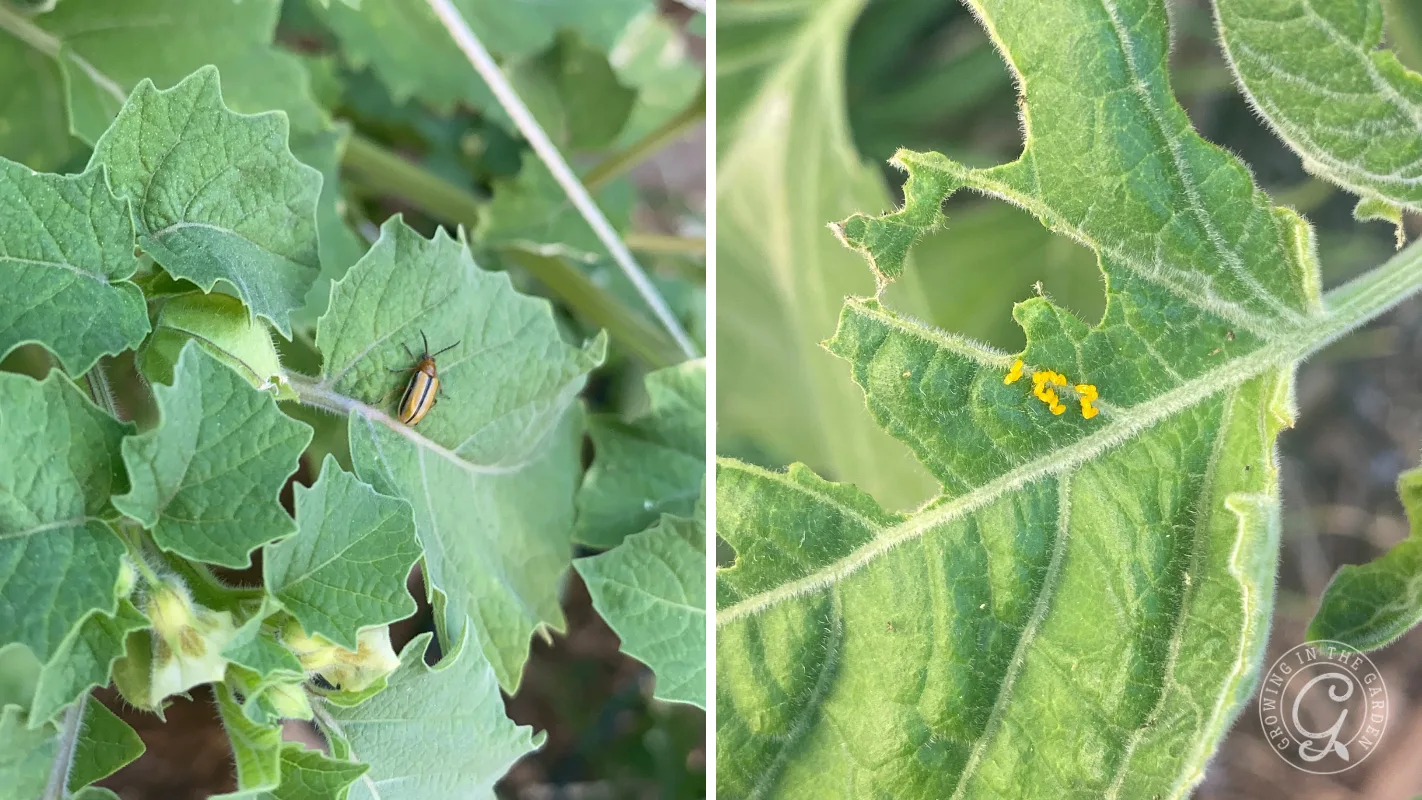 Split image: left, a beetle on a green leaf; right, small yellow eggs clustered on a damaged leaf.