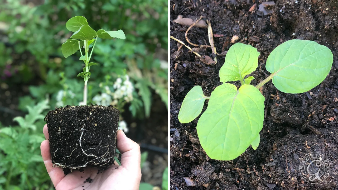Left: Hand holds a small seedling with roots; right: seedling with broad leaves grows in soil.