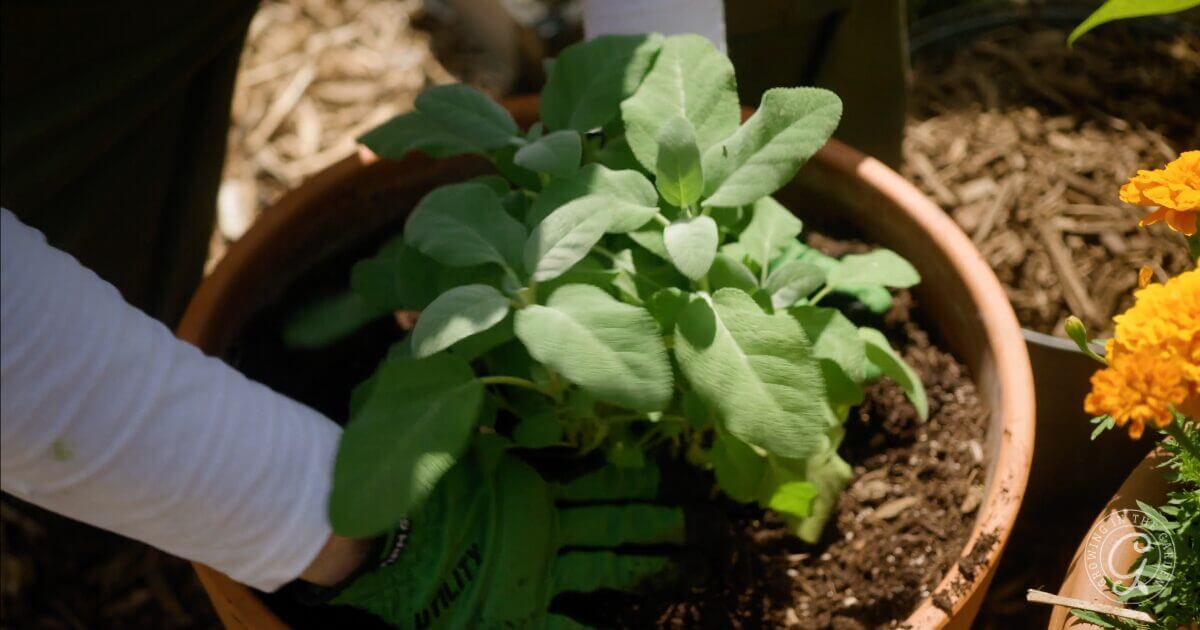 Planting Sage in Containers