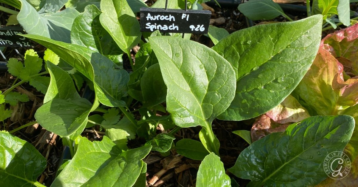 Planting Spinach from Seed_ Choosing the Best Varieties