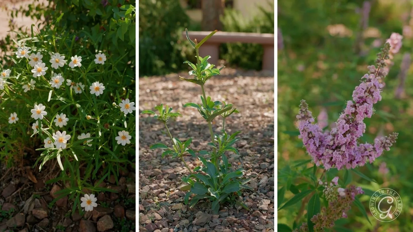 Three images: white daisies, a green plant with no flowers, and pink flowers on a stalk over rocky ground.