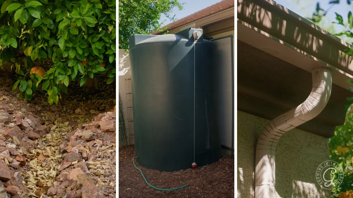 Three images: mulch under a bush, a large rainwater tank, and a downspout connected to a gutter.