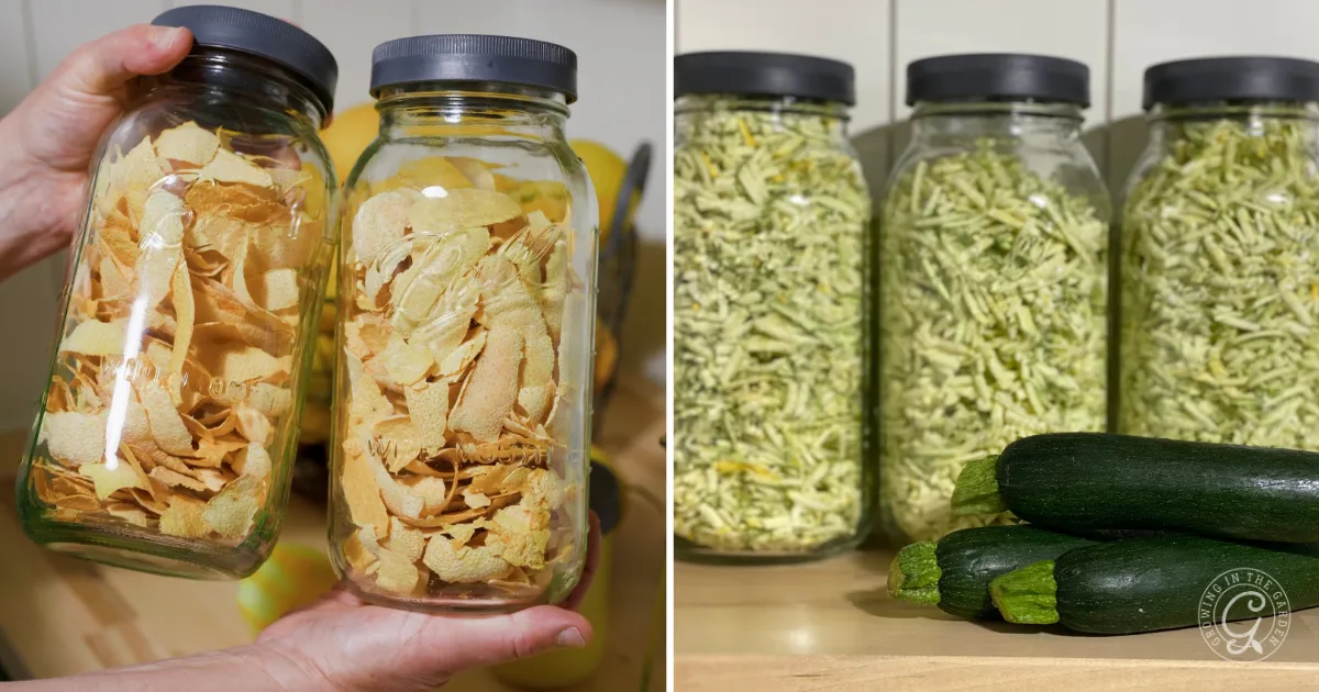 Two jars of dried squash held in hands beside jars and fresh zucchini on a kitchen counter, perfect for making zucchini bread or adding to a Zucchini Lemon Poppy Seed Bread recipe.
