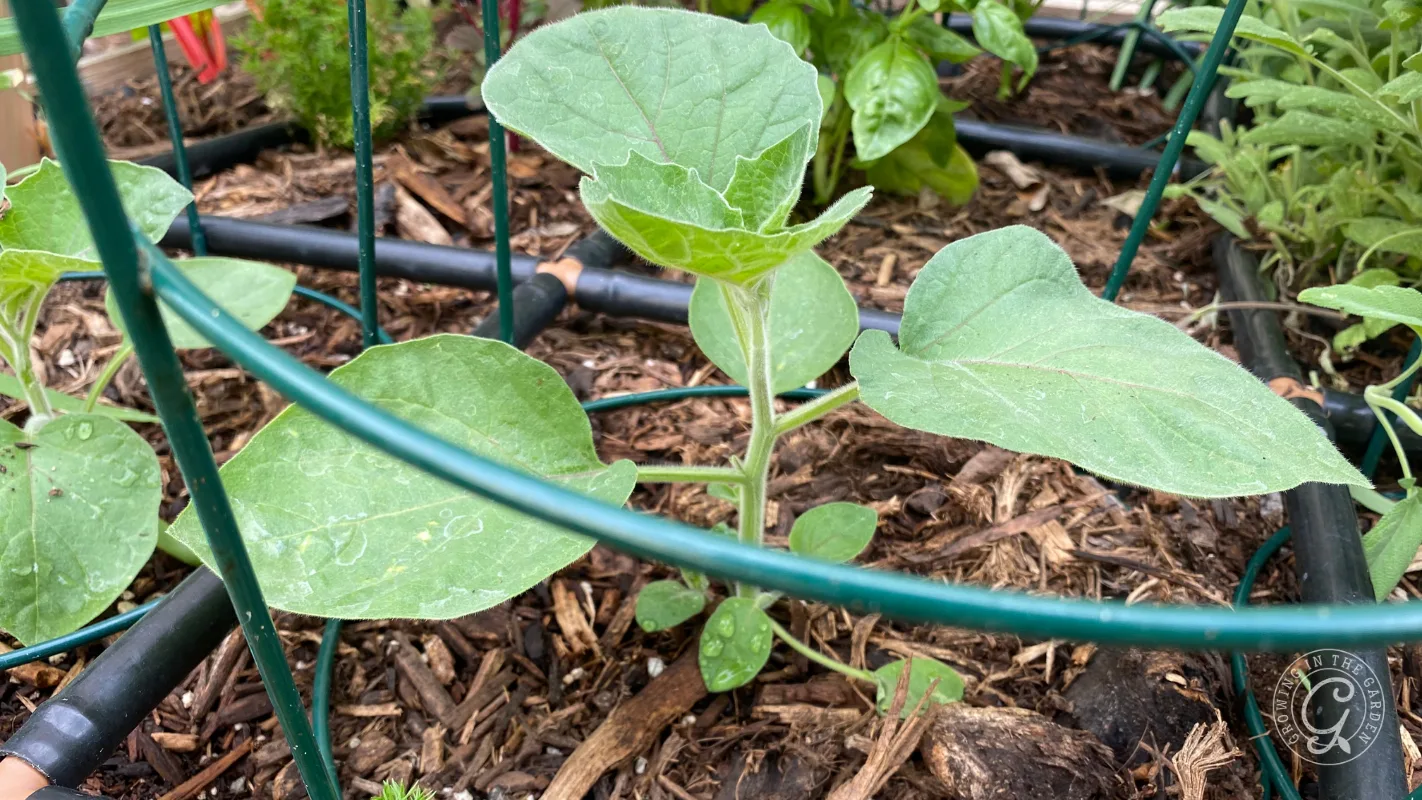 Young green plant with broad leaves growing in a garden bed with soil, mulch, and irrigation tubing.