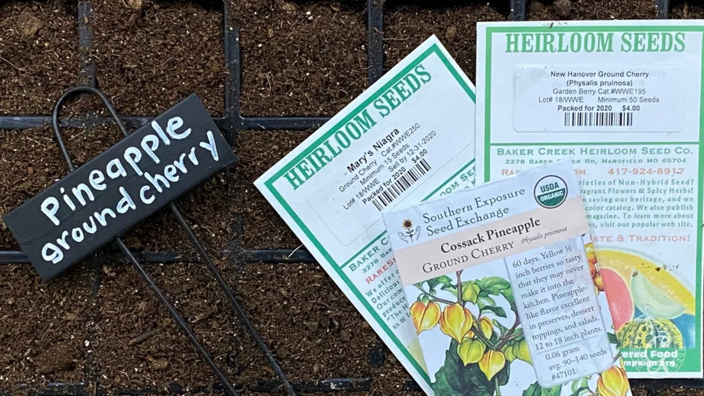 Seed packets and a Pineapple ground cherry marker on soil, ready for planting in a seed tray.