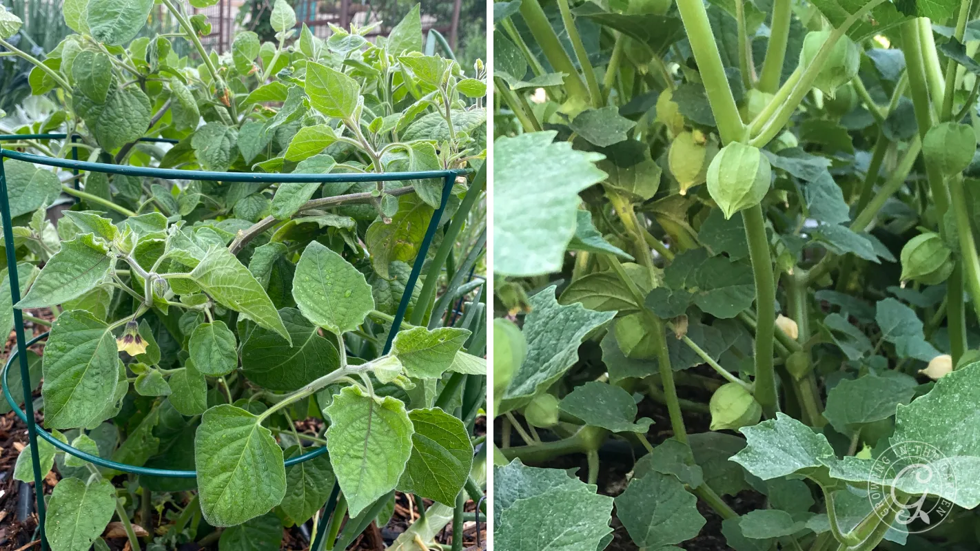 Two images of lush, green tomatillo plants growing in a garden, some fruit visible under the leaves.