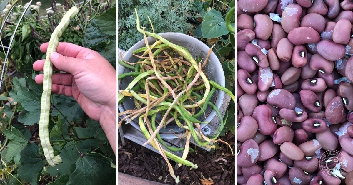 Saving Asparagus Bean Seeds