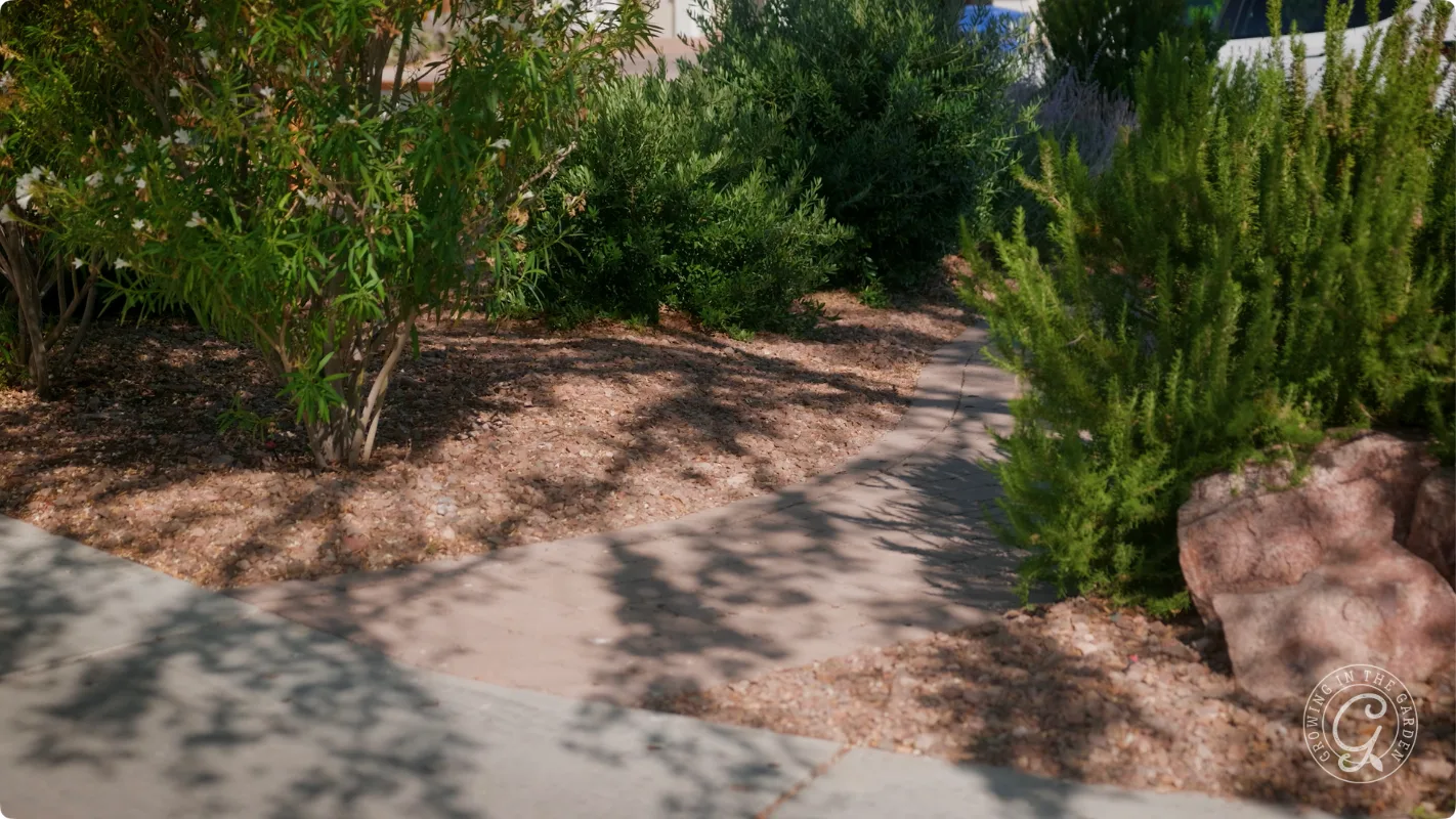 A narrow, winding path surrounded by green bushes and small trees in a landscaped outdoor area.