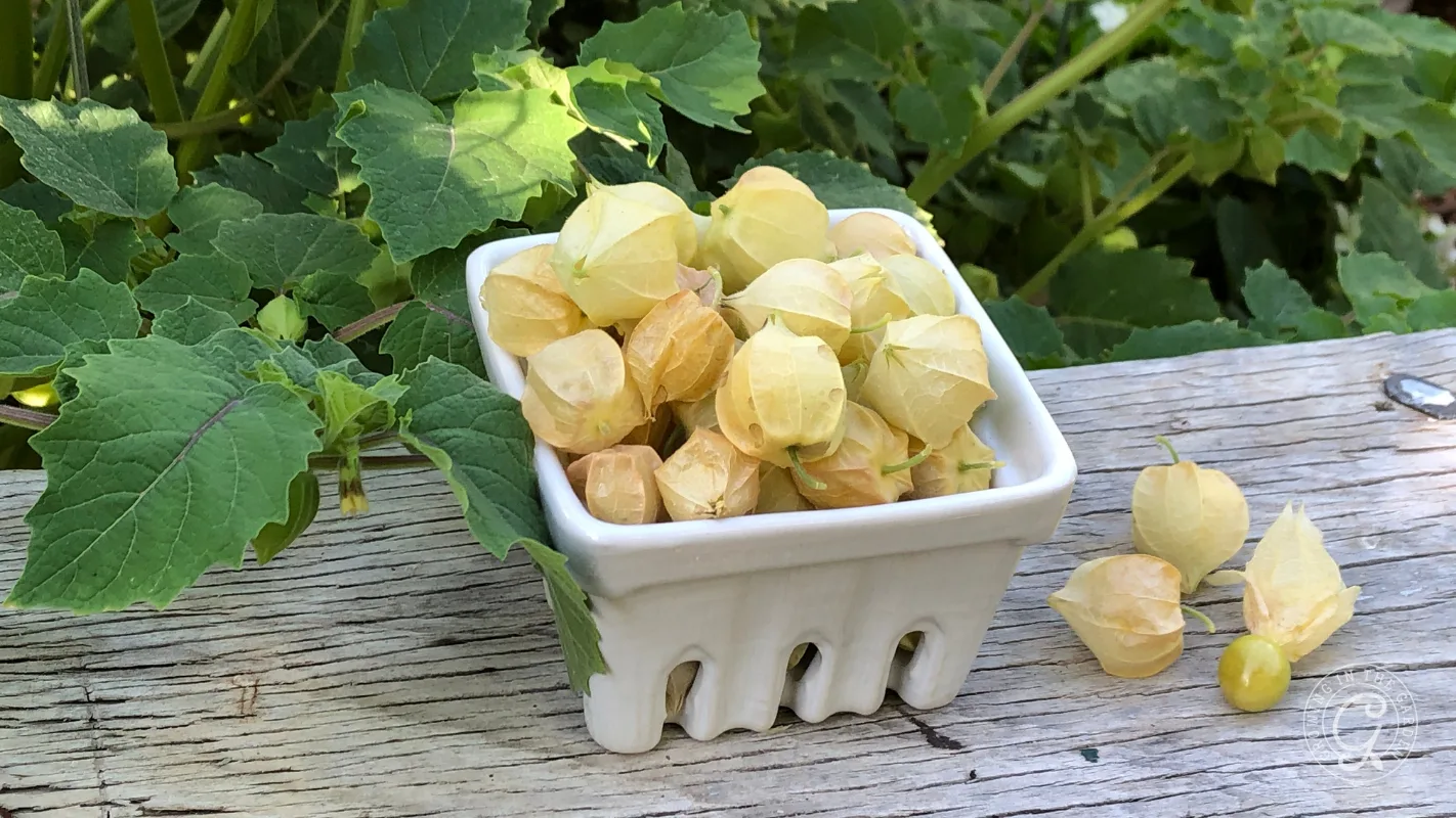A small white basket of husk cherries sits on a weathered wooden surface with green leaves in the background.