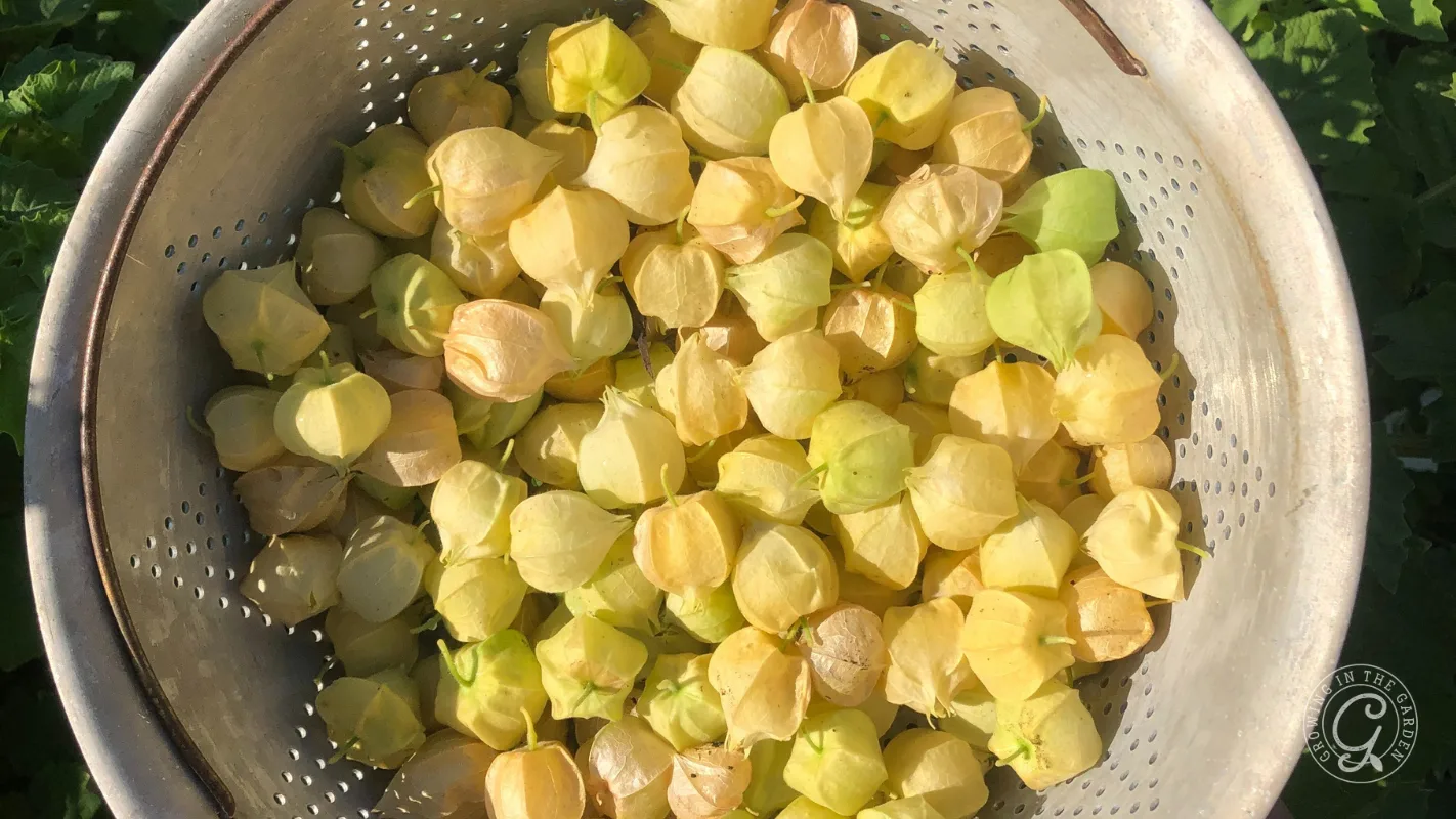 A metal colander filled with yellow and light green husked ground cherries in sunlight.