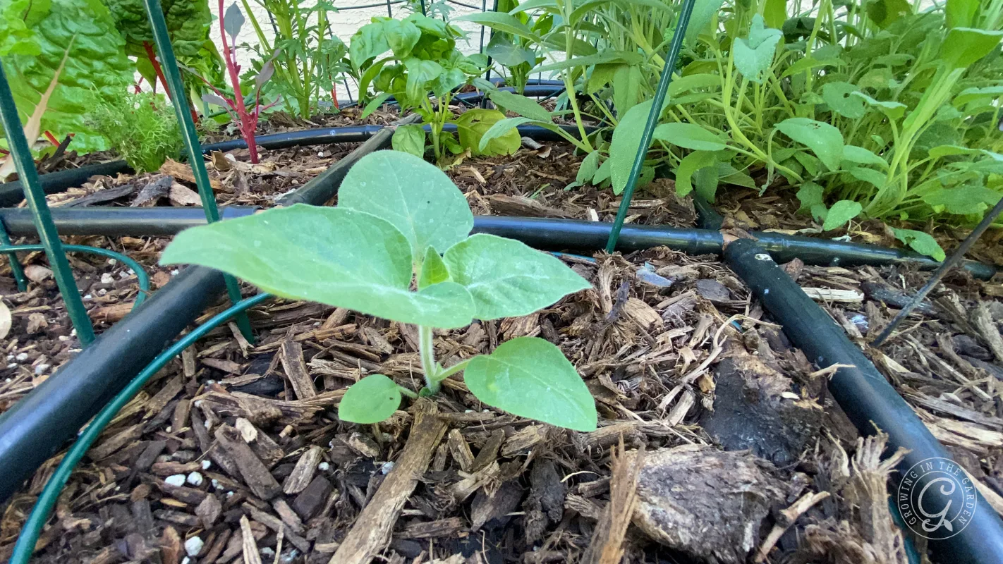 Young green seedling growing in mulched garden bed surrounded by other leafy plants and irrigation tubes.