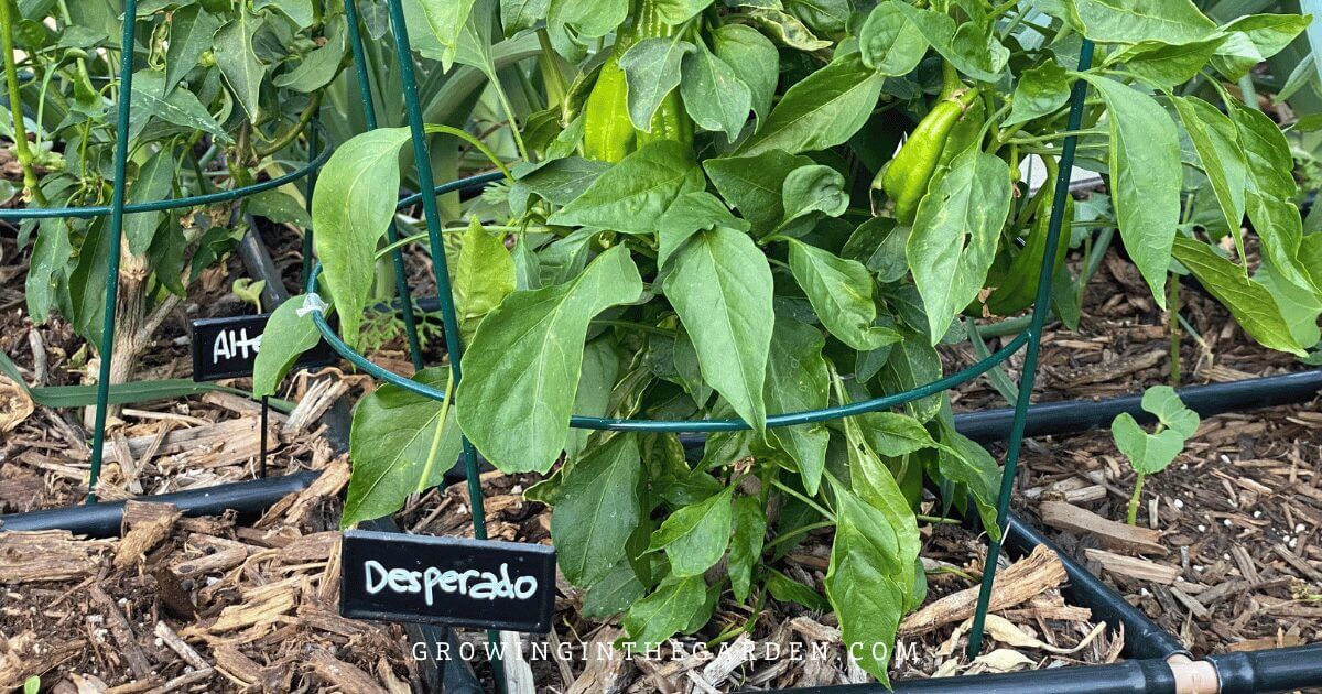 More ideas for vertical gardening