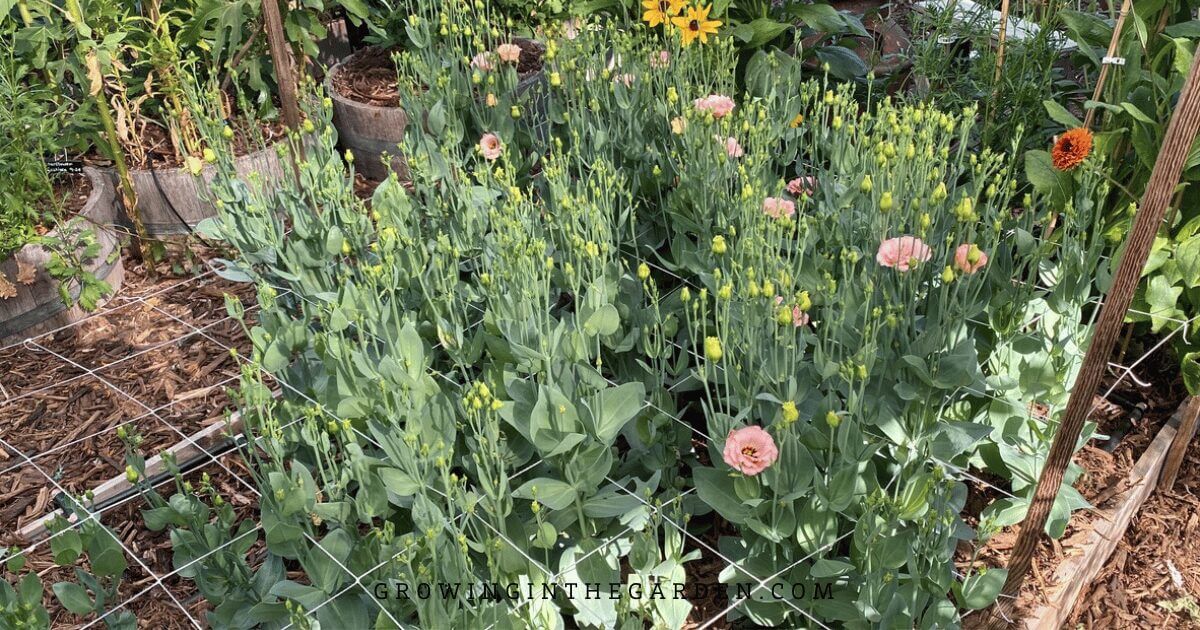 Rows of pale pink lisianthus flowers and buds grow through a support grid in a garden, showcasing creative ideas for vertical gardening amid lush green foliage and other blooming flowers.