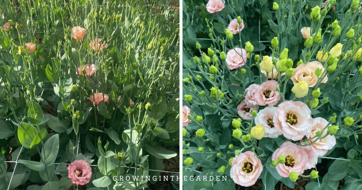Split image showing a garden bed of light pink lisianthus; the left side shows buds and a few blooms, while the right highlights clusters of open flowers—perfect inspiration for vertical gardening in small outdoor spaces.