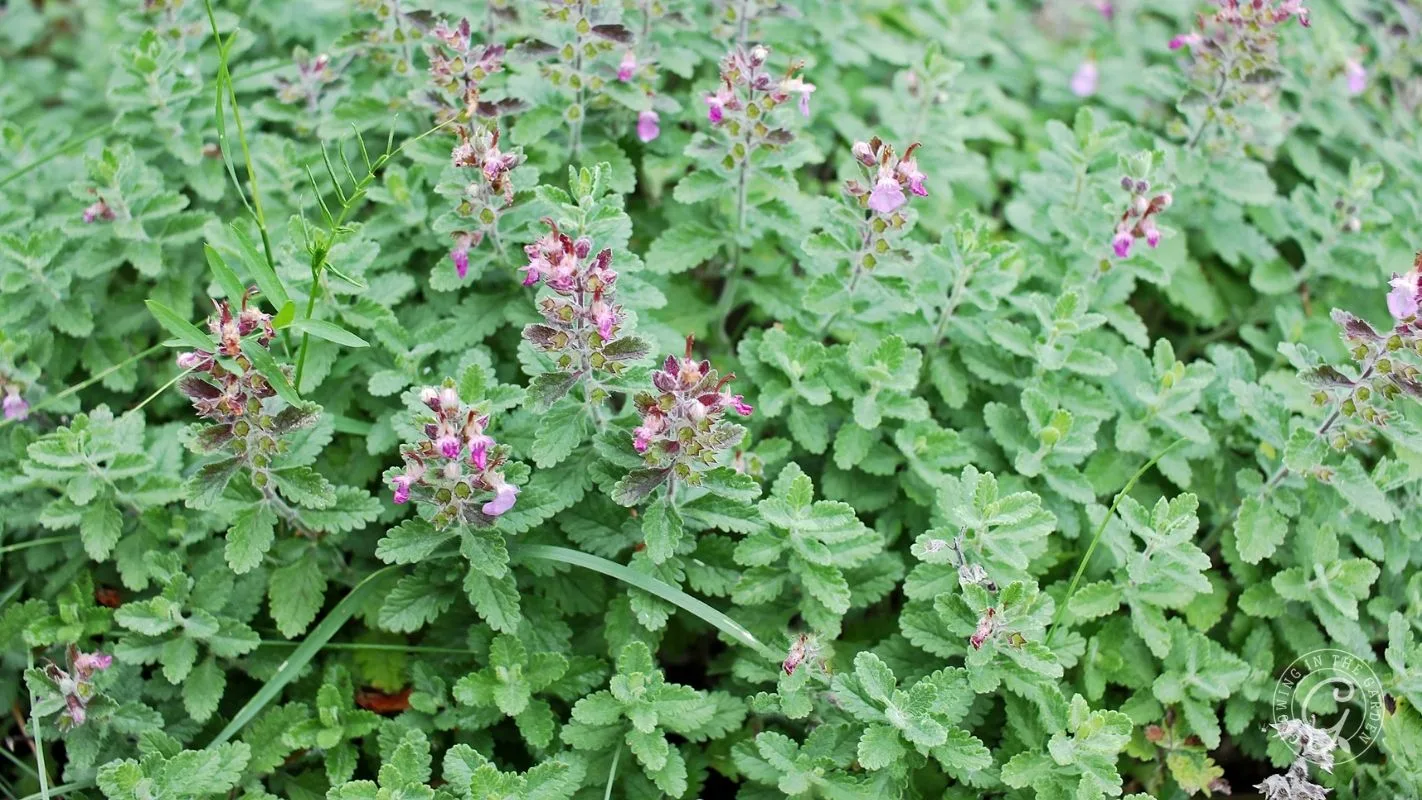 Green leaves and small purple flowers of catnip grow densely outdoors.