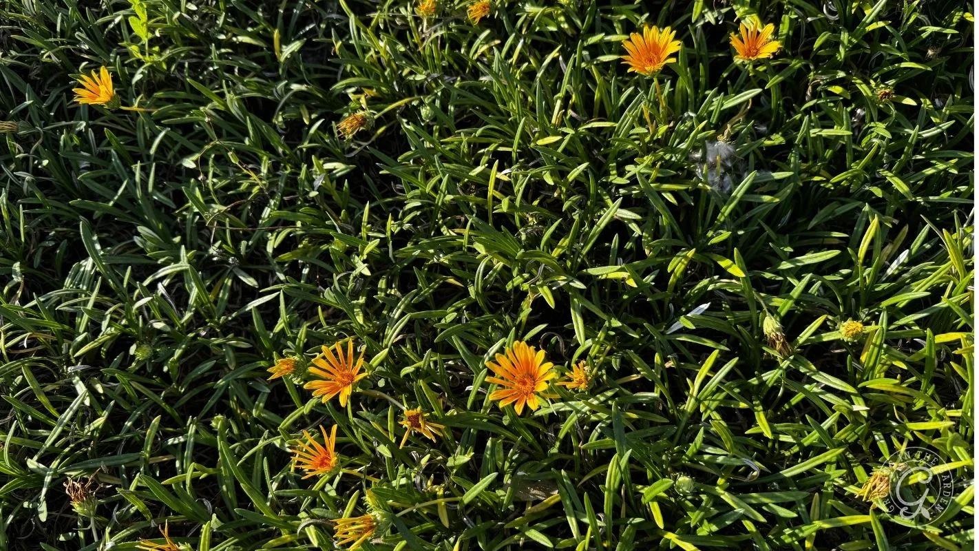 Orange daisies bloom among lush green grass under bright sunlight.