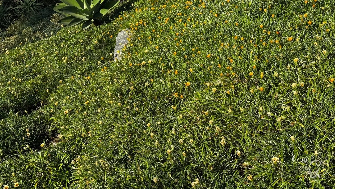 Green grass with scattered yellow and orange small flowers; a gray rock and large plant in the corner.