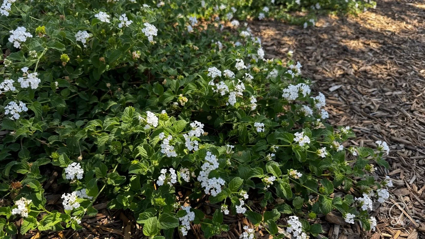 Low green bushes with clusters of small white flowers growing next to brown wood chips in sunlight.