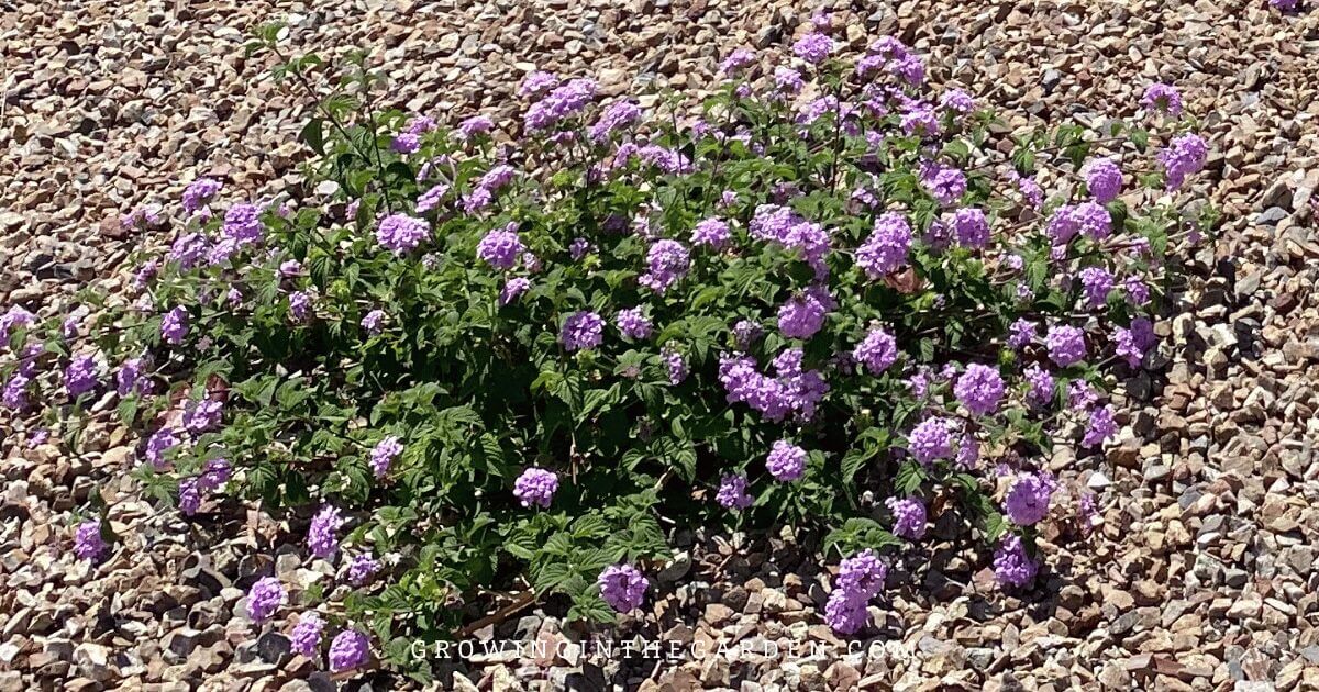 Lawn Alternatives: 10 Low-Water-Use Groundcovers for Hot Climates