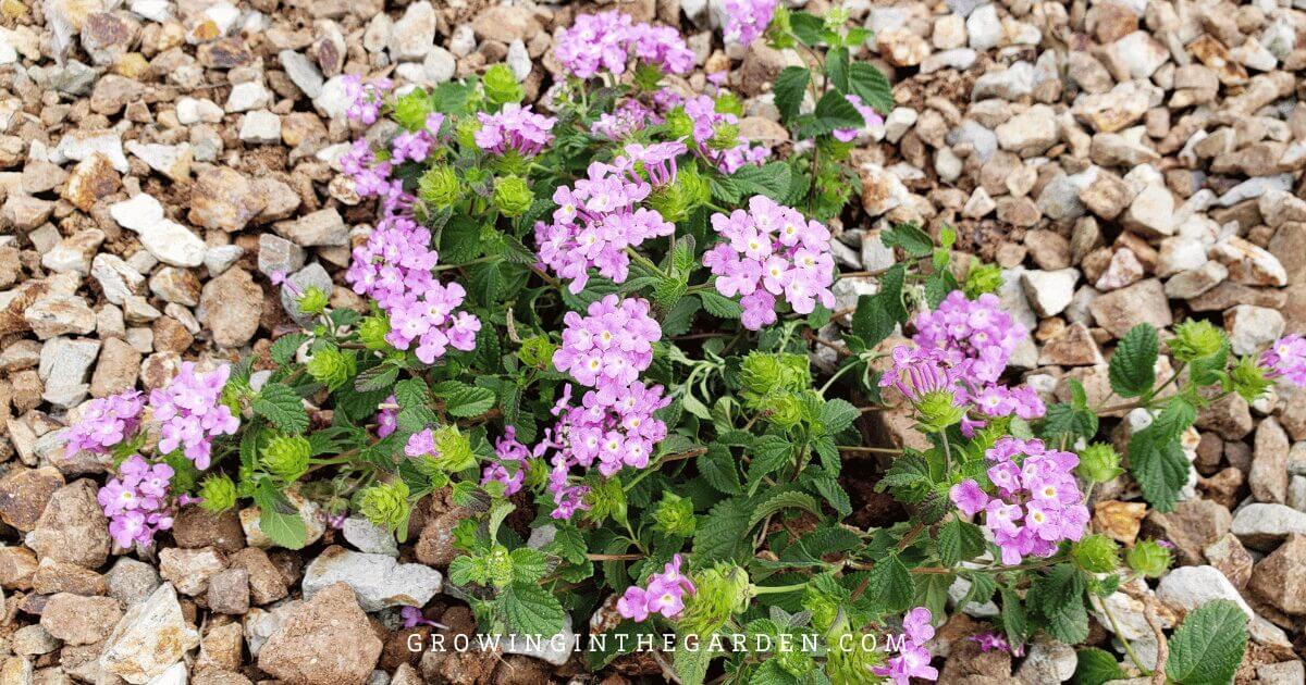 Lawn Alternatives: 10 Low-Water-Use Groundcovers for Hot Climates