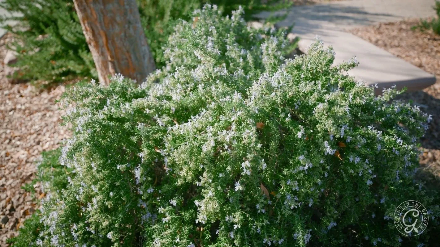 Bushy rosemary plant with tiny pale purple flowers in a landscaped garden bed beside a tree trunk.