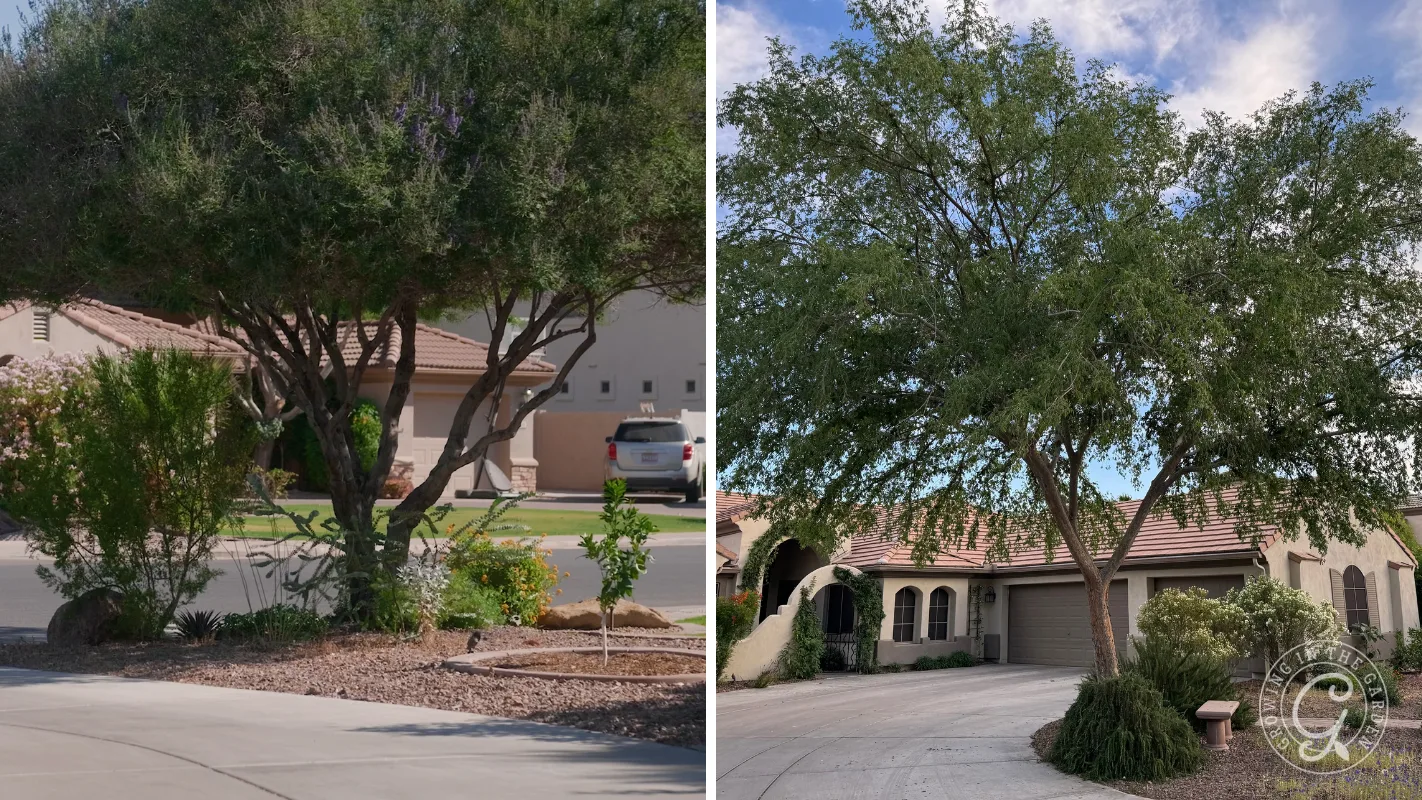Two suburban front yards with large, leafy trees and tan houses under partly cloudy skies.