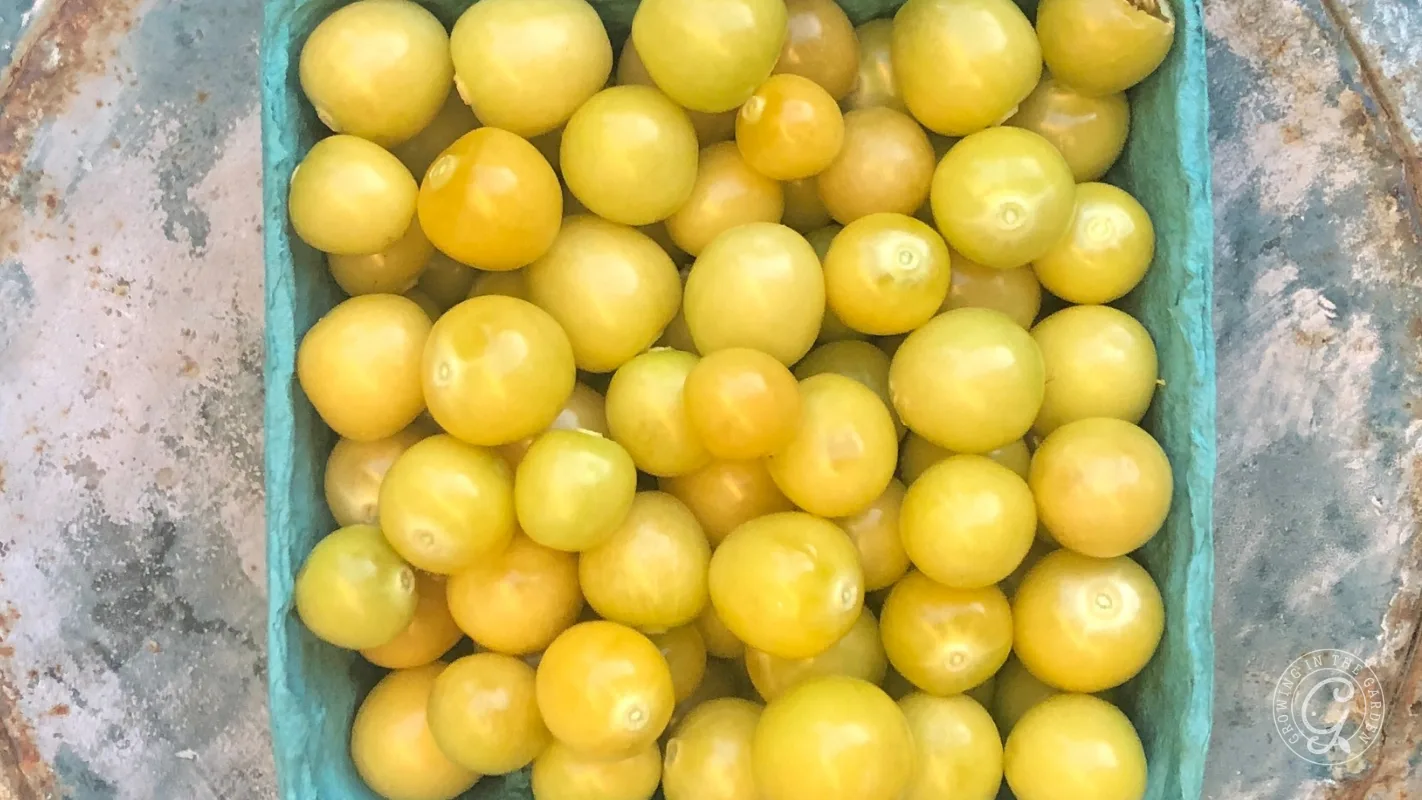 A teal carton filled with small yellow tomatoes sits on a weathered metal surface.