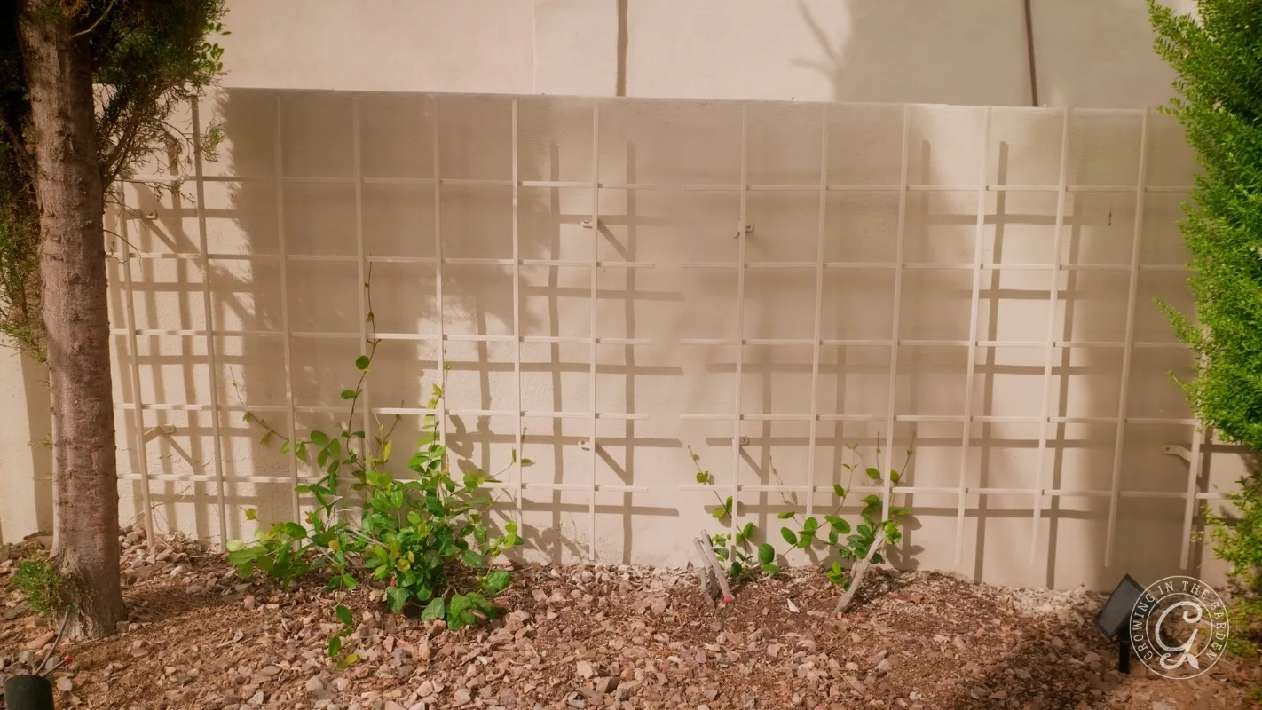 A beige wall with a grid trellis, some green leafy plants, and rocks on the ground in front.