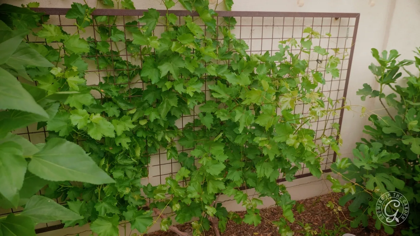 Grape vines with green leaves growing on a trellis against a wall in a garden.