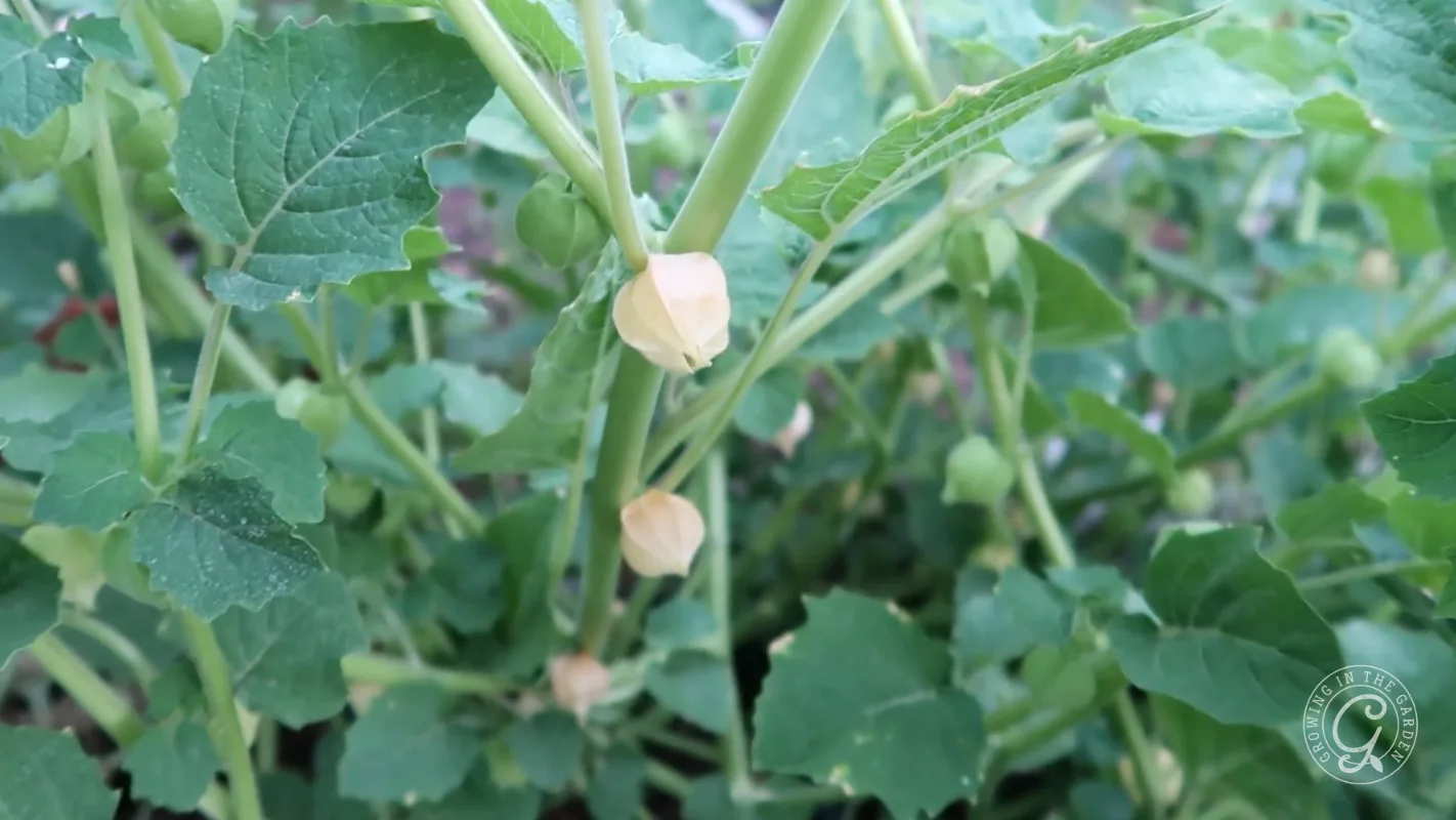 Close-up of green leafy plant with small, pale husk-covered fruits growing along its stems.