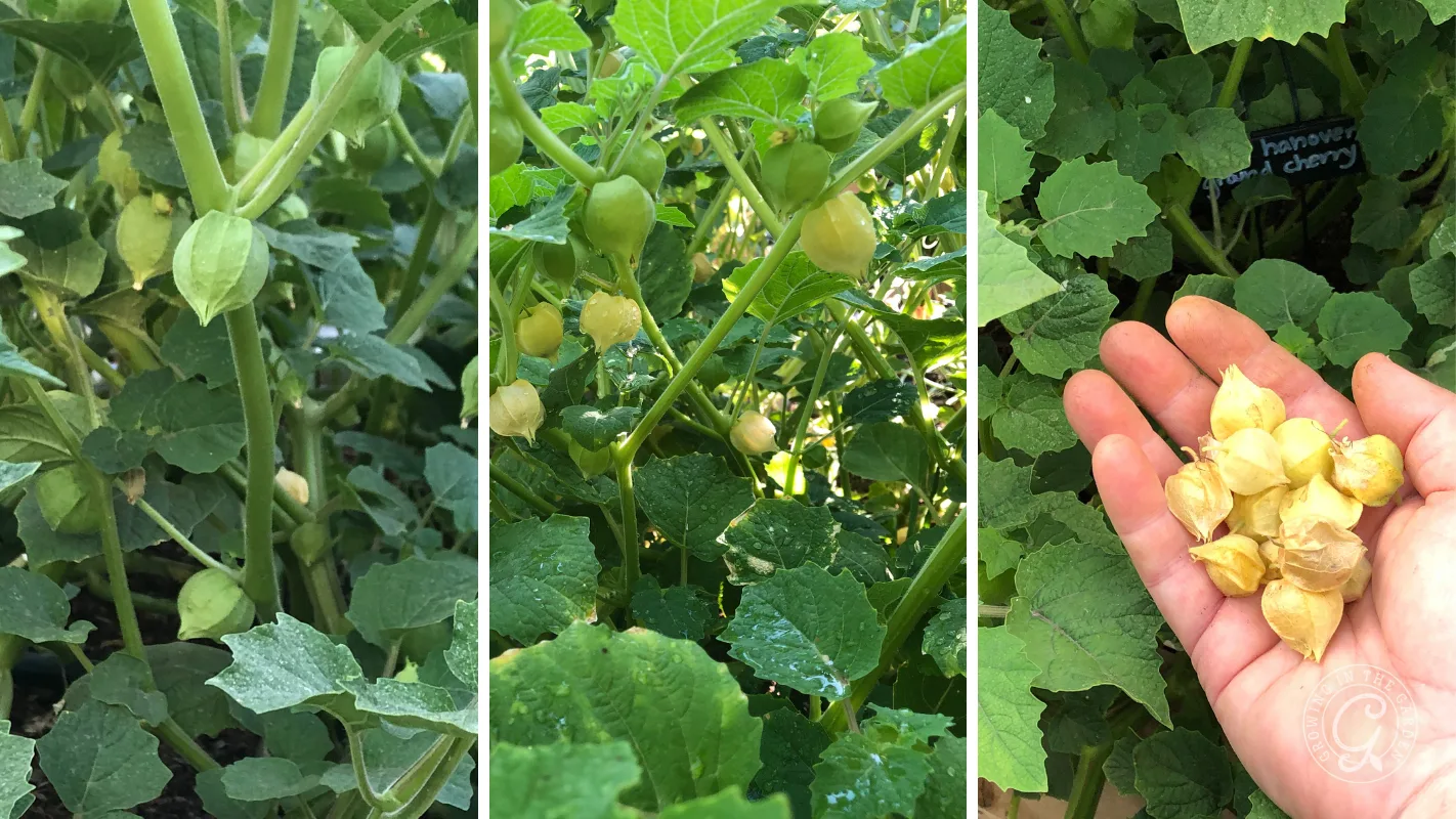 Three images of green plants with small, round, husked fruits; one image shows a hand holding the fruits.