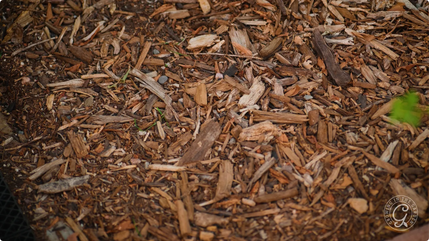Brown wood chips and mulch scattered on soil, used as ground cover in a garden or landscaped area.