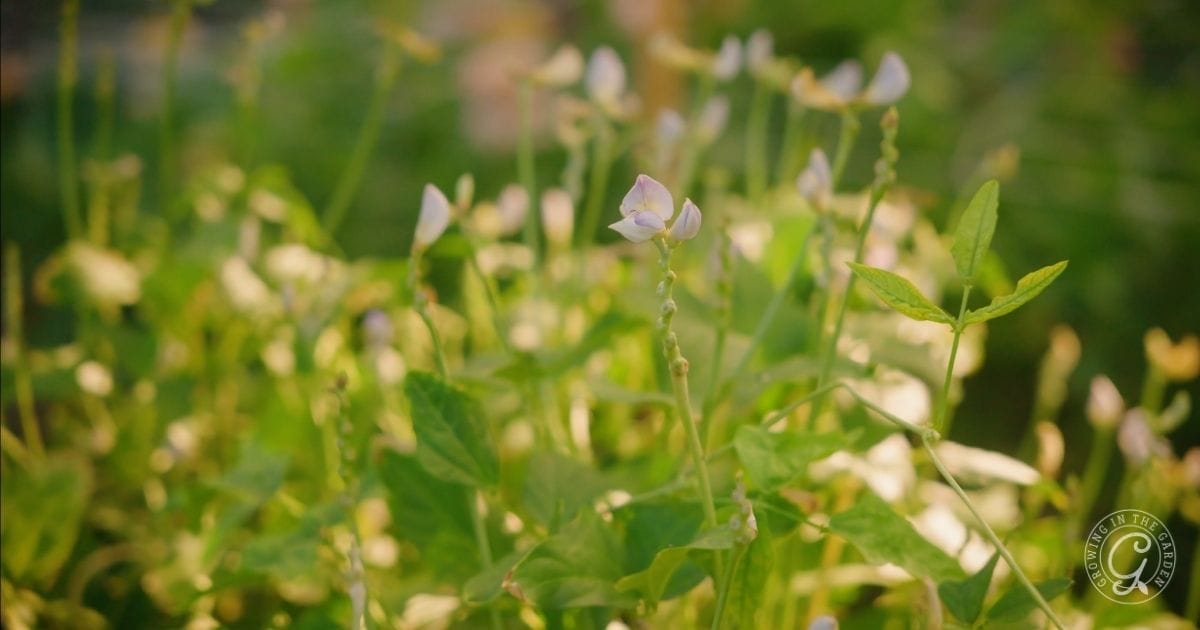 Yard Long Bean Blossoms