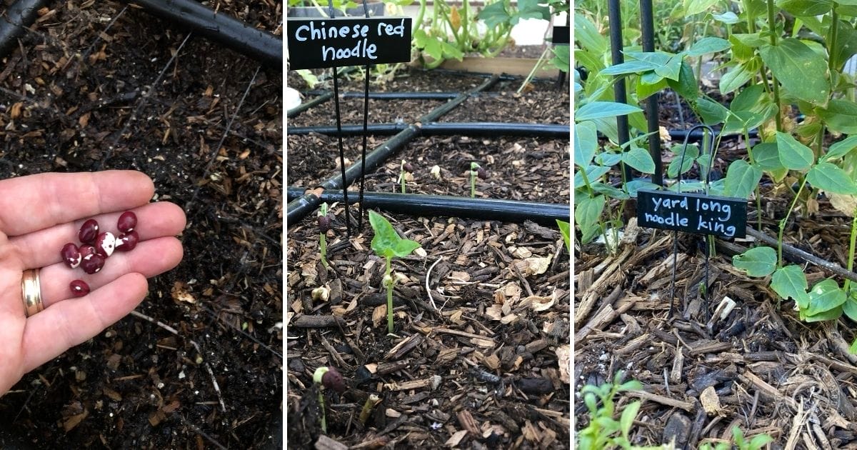 Yard Long Bean seeds and seedlings