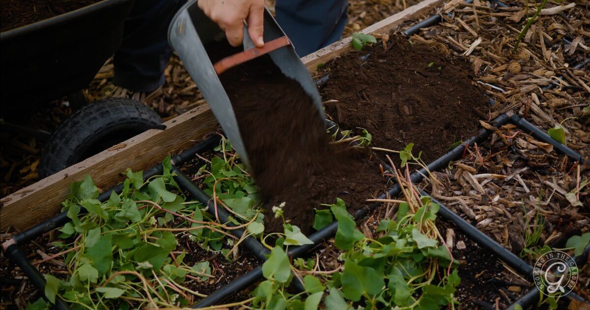 Take the summer off! Plant heat-tolerant cover crops instead&nbsp;