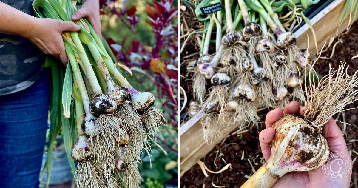 Freshly harvested garlic bulbs with roots and stems, held by hand and laid out in a garden bed.
