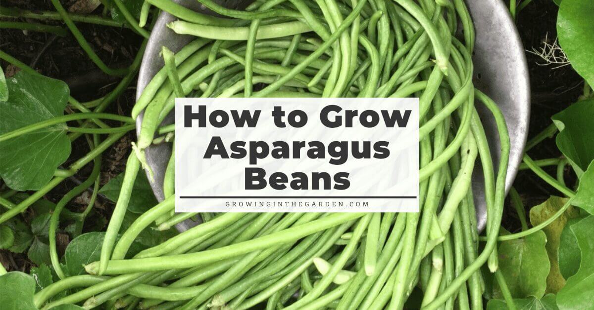  How to Grow Asparagus Beans