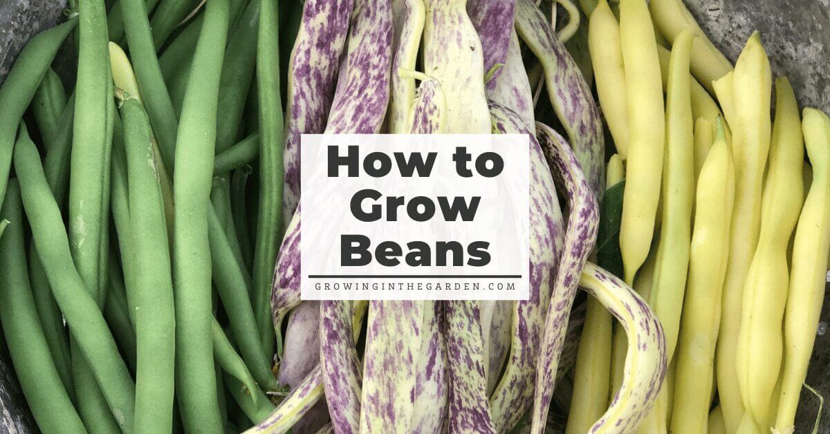 How to Grow Beans