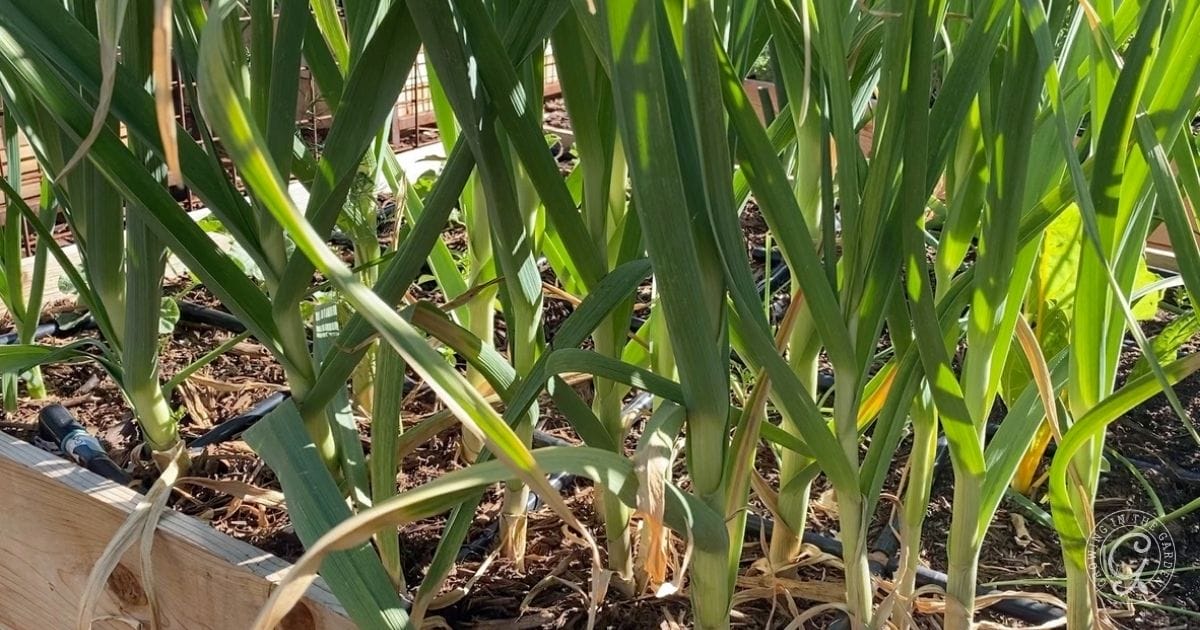 Green garlic plants growing in a raised garden bed with sunlight shining through the leaves.