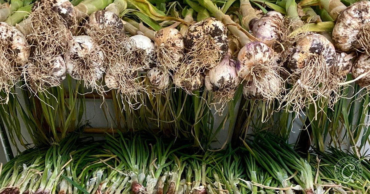 Freshly harvested garlic bulbs with stalks and roots attached, stacked above green onions.