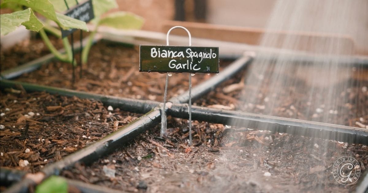 Watering a garden bed with a labeled sign that reads Bianca Sguajolo Garlic among sprouting plants.