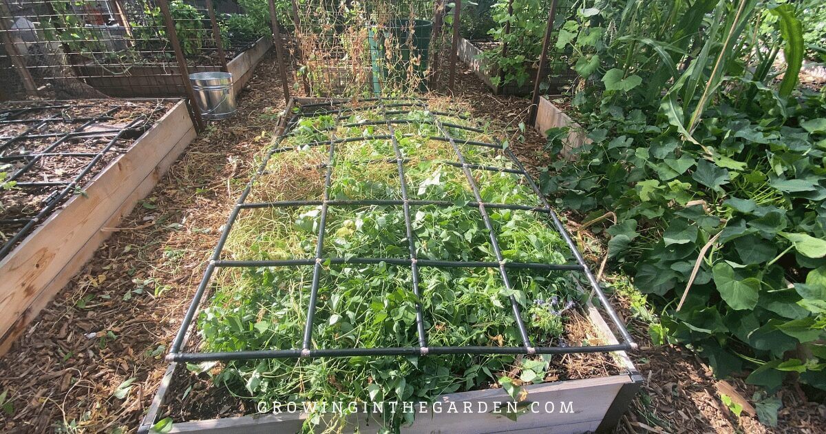 Tepary bean plant matter being used as a cover crop or "straw" mulch for growing potatoes